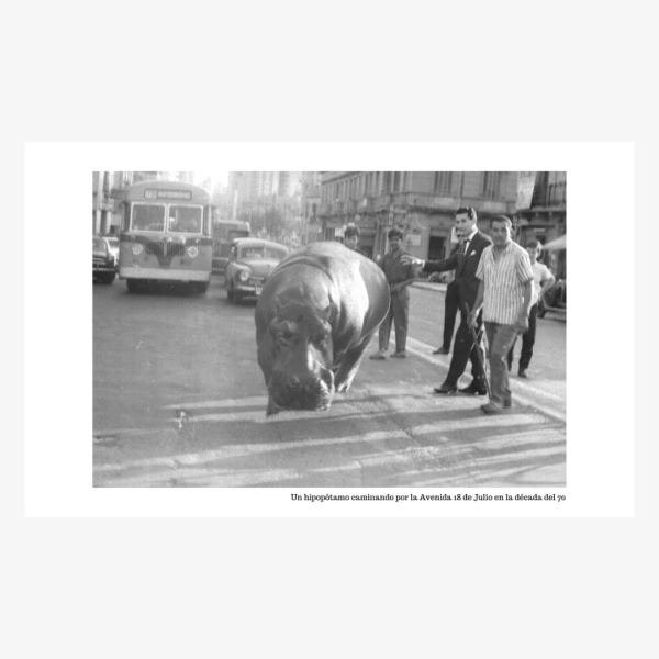 Montevideo salvaje, un hipopótamo paseando por 18 de Julio en los 70 - Imagen 3