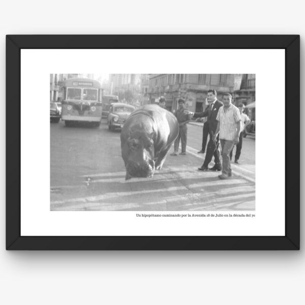 Montevideo salvaje, un hipopótamo paseando por 18 de Julio en los 70